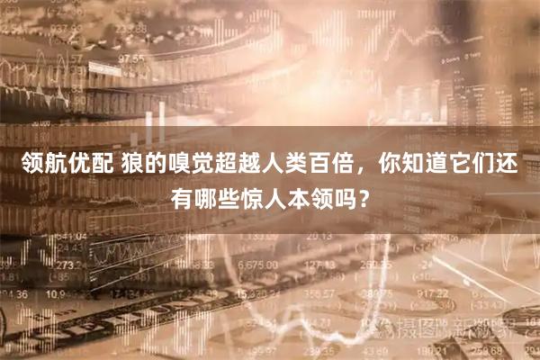 领航优配 狼的嗅觉超越人类百倍，你知道它们还有哪些惊人本领吗？